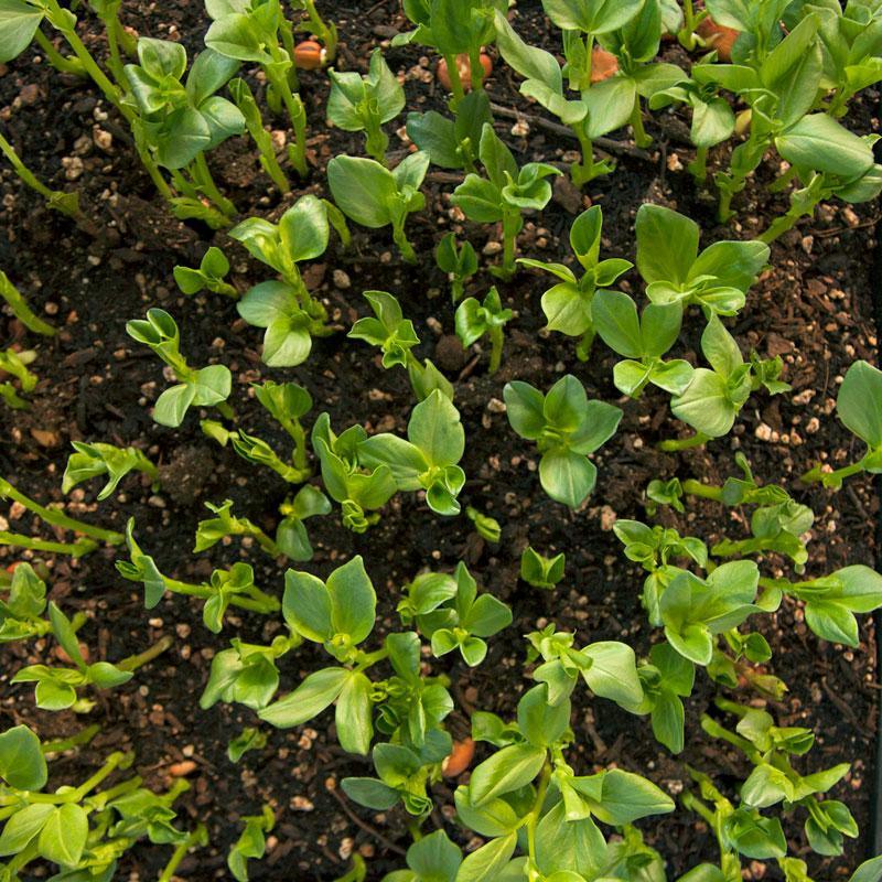 Fava Bean, Windsor, Raw Seed (lb) Grow Organic