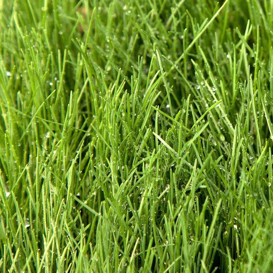 Fescue, Covar Sheep Seed (lb) Grow Organic