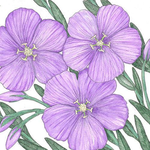 Flax, Blue (1/4 lb) Peaceful Valley