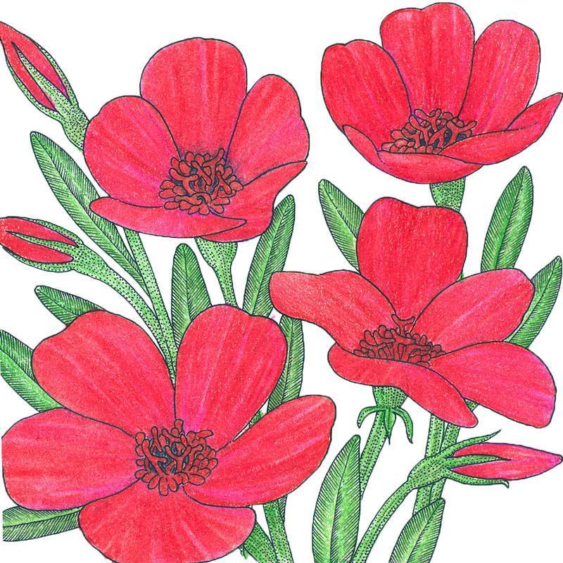 Flax, Scarlet (1/4 lb) Peaceful Valley