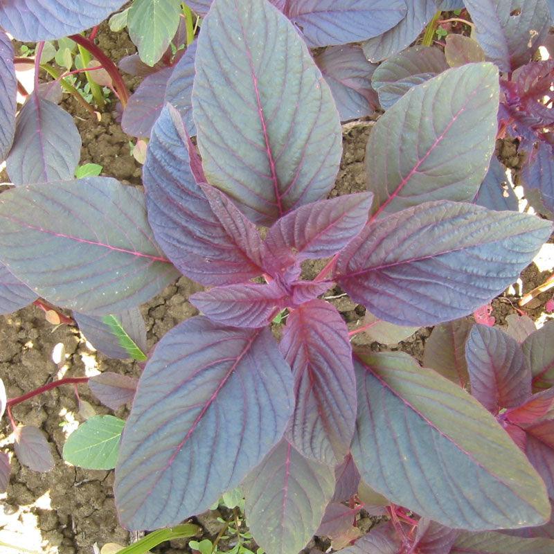 Organic Greens, Red Amaranth (1 oz) Peaceful Valley