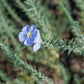 Flax, Blue (1/4 lb) Peaceful Valley