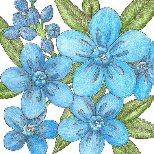Forget-Me-Not, Chinese (1/4 lb) Peaceful Valley