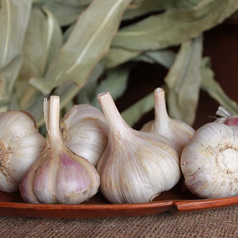 Organic German Xtra Hardy Garlic (Lb) Grow Organic