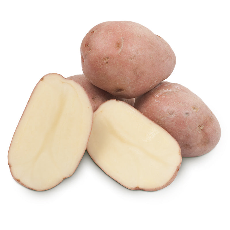 Organic Desiree Seed Potato (lb) Grow Organic