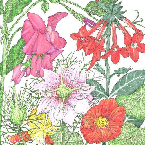 Fragrant Garden Wildflower Mix (1/4 lb) Peaceful Valley