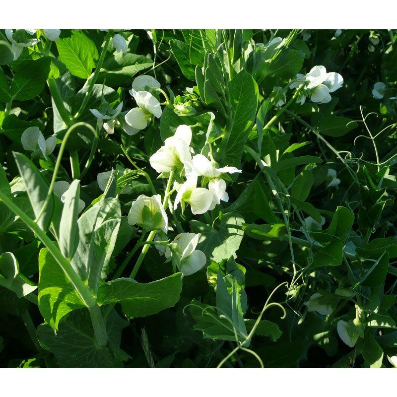 Frostmaster Peas - Raw Seed (lb) Grow Organic