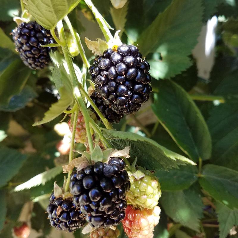 Blackberry Chester - Thornless (Potted) Grow Organic