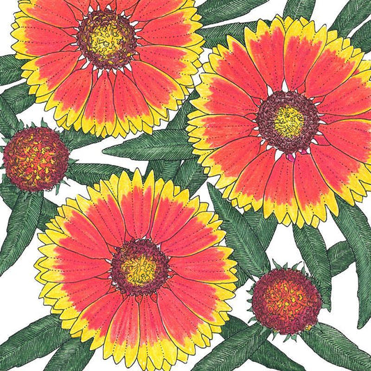 Gaillardia, Blanketflower (1/4 lb) Peaceful Valley