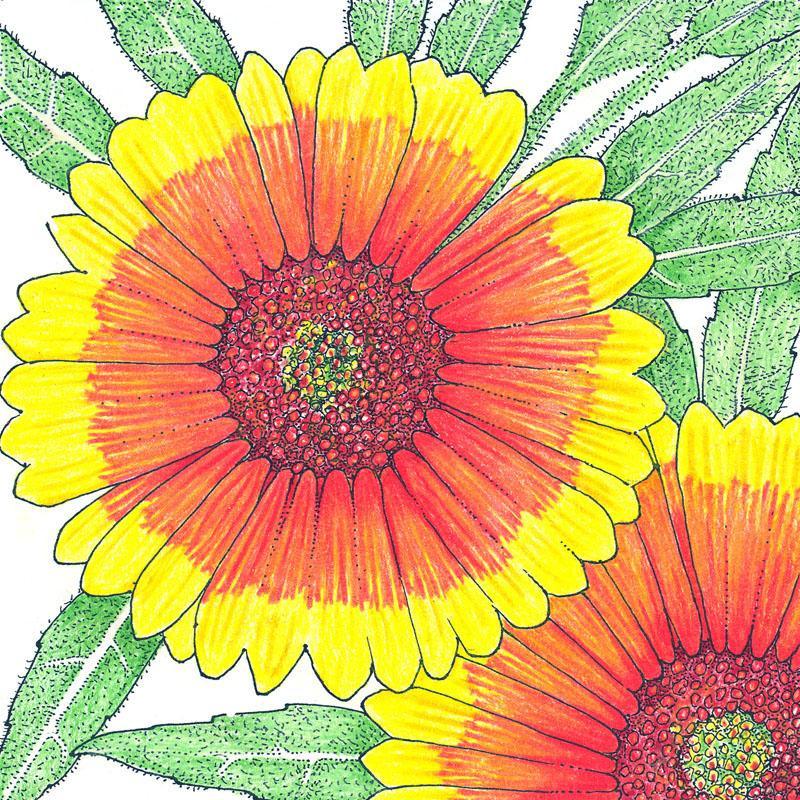 Gaillardia, Indian Blanket (1/4 lb) Peaceful Valley