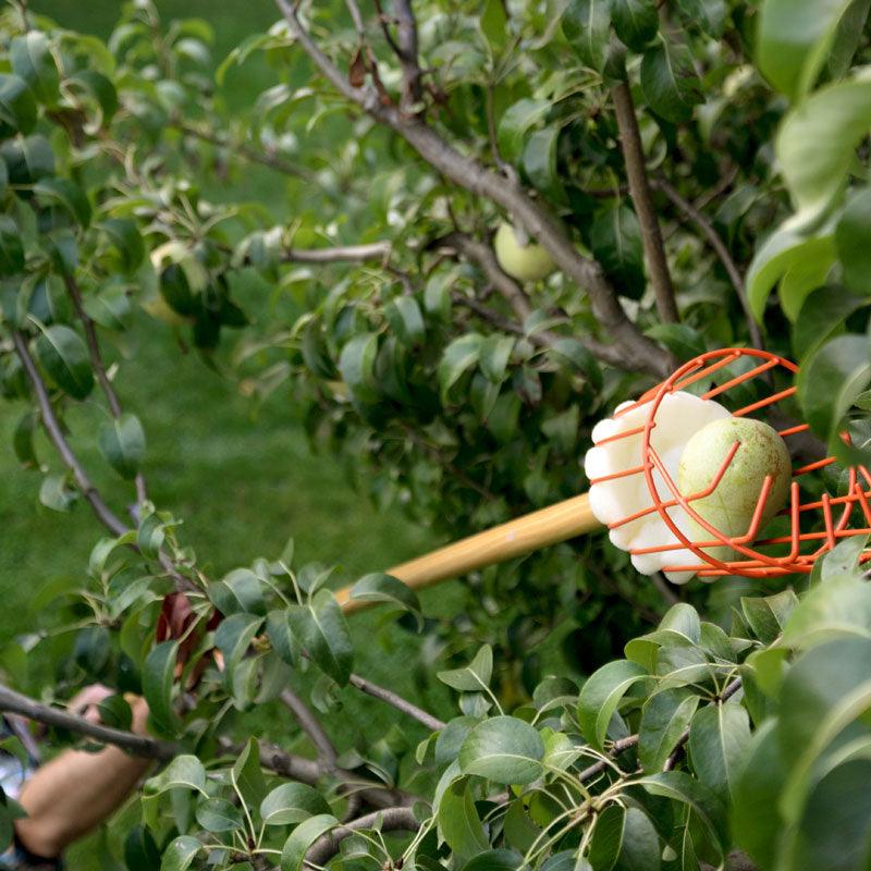 Pole Fruit Picker Grow Organic