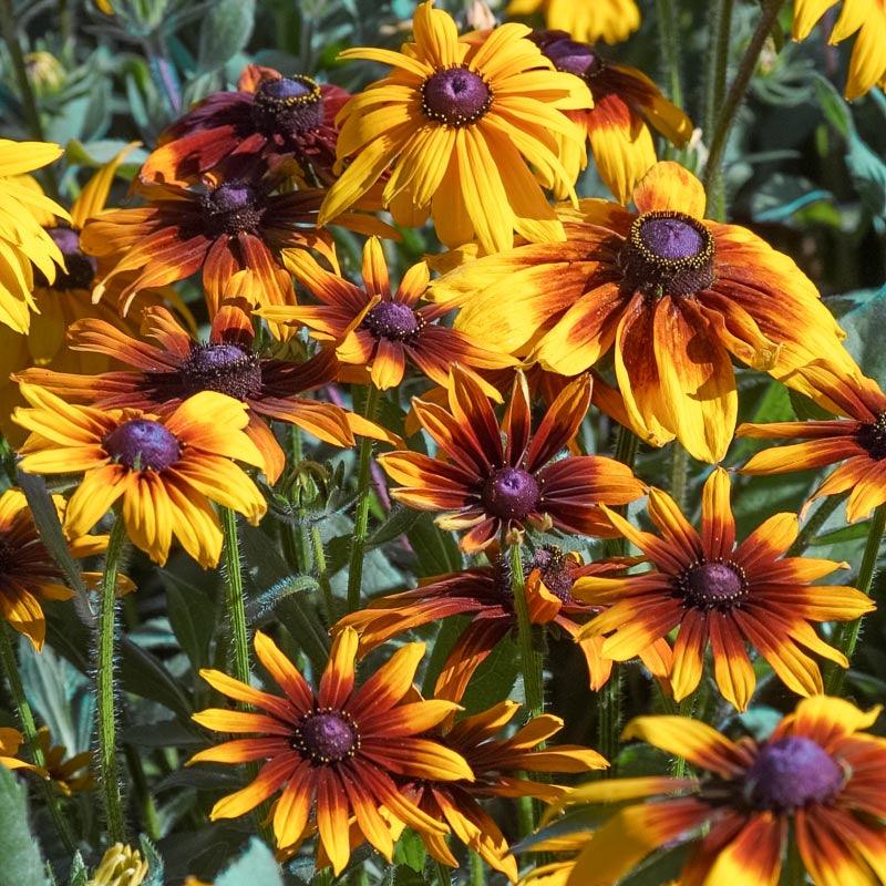 Daisy, Gloriosa (pack) Peaceful Valley
