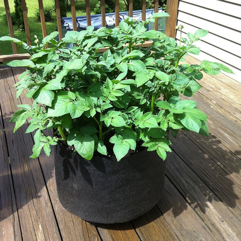 Organic Potato Growing Kit Peaceful Valley
