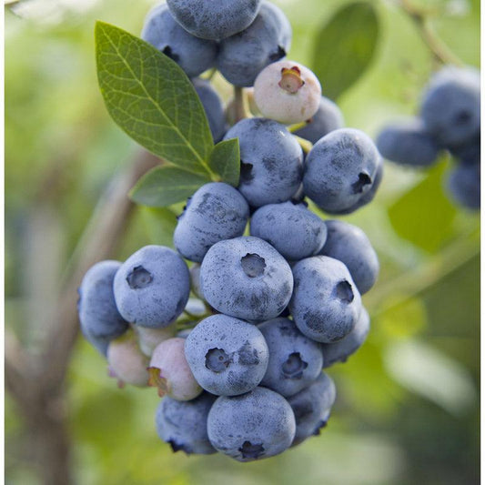 Organic Blueberry Gupton (Ea) Grow Organic