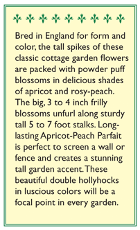 Apricot-Peach Parfait Pom Pom Hollyhock Flower Seeds Renee's Garden