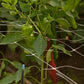 Hortonova Trellis (4' x 500') Hortonova