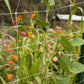 Hortonova Trellis (4' x 50') Hortonova