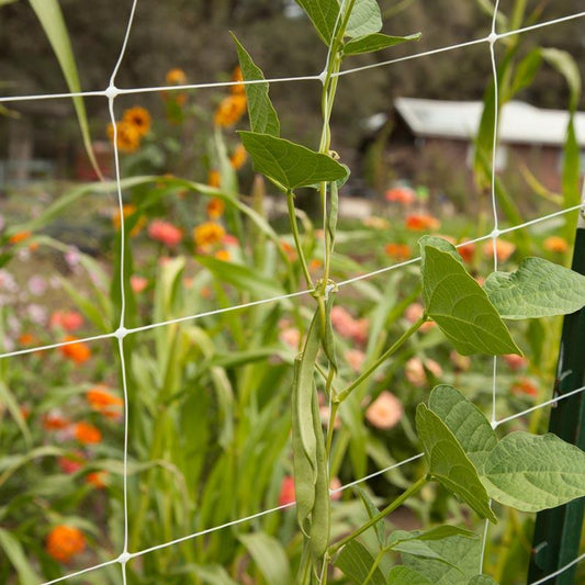 Hortonova Trellis (4' x 500') Hortonova