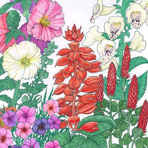 Hummingbird Garden Wildflower Mix (1/4 lb) Peaceful Valley