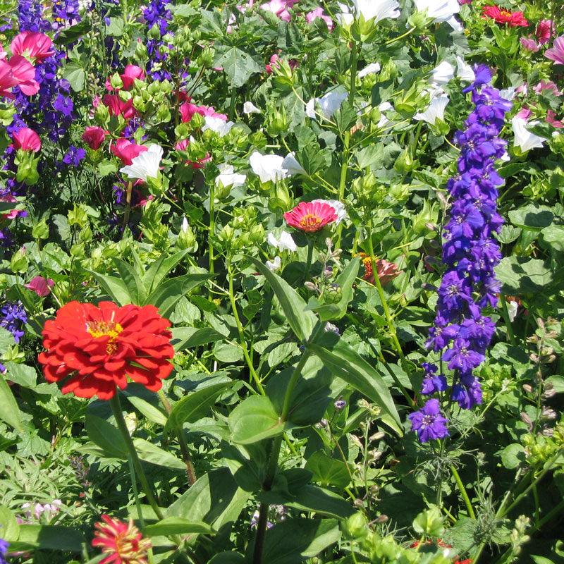 Hummingbird Garden Wildflower Mix (pack) Peaceful Valley