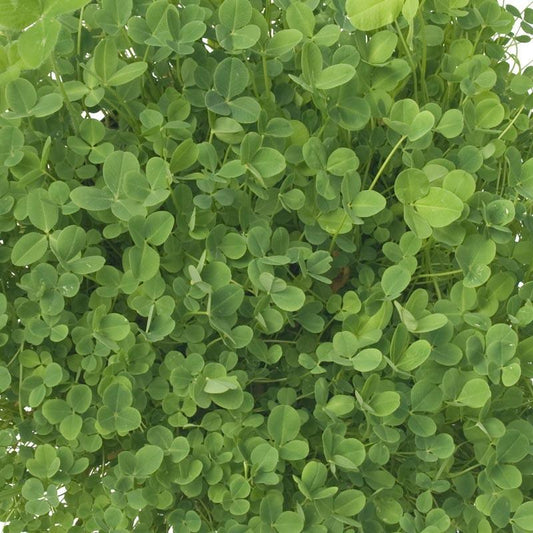 Hykon Rose Clover - Nitrocoated Seed (lb) Grow Organic