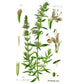 Official Hyssop Seeds (Organic) Strictly Medicinal
