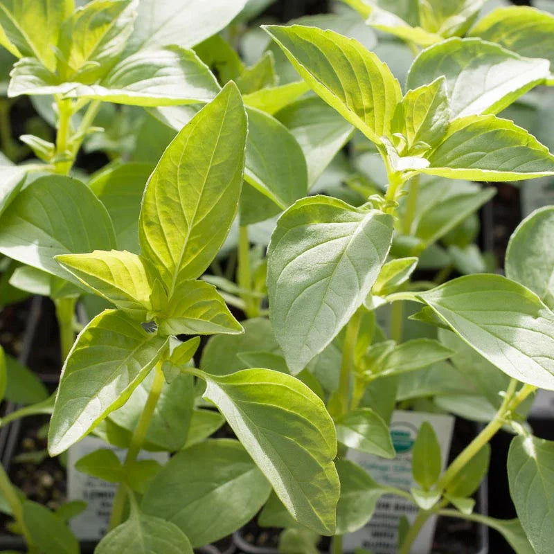 Organic Basil, Lemon (1/4 lb) Peaceful Valley