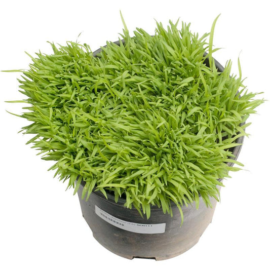 Japanese Millet Seed (lb) Grow Organic