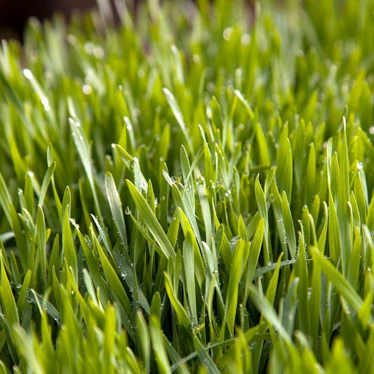 Young triticale grass seedlings