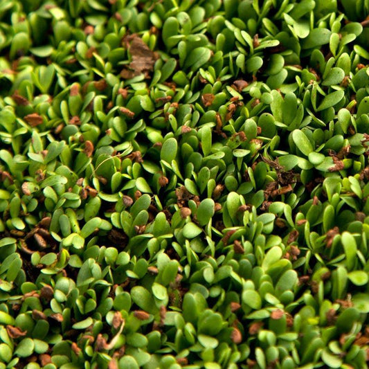 Ladak Alfalfa - Raw Seed (lb) Grow Organic