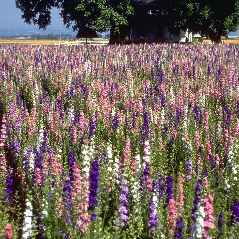 Larkspur Mixed Colors (pack) Peaceful Valley