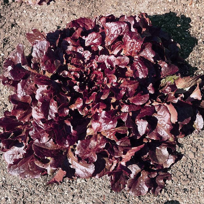 Organic Lettuce, Red Oakleaf (1 oz) Peaceful Valley