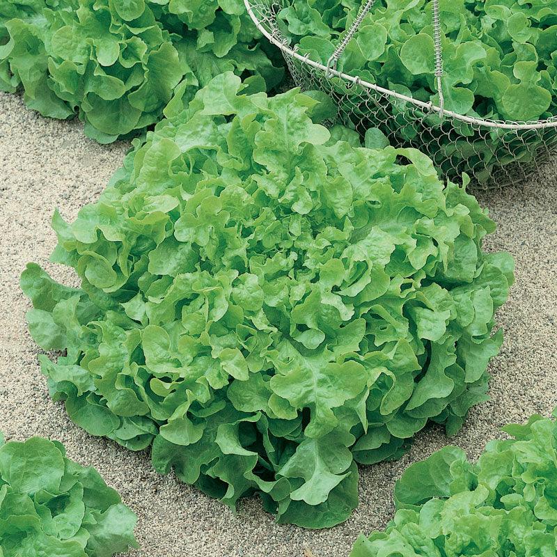 Organic Lettuce, Green Salad Bowl (1/4 lb) Peaceful Valley