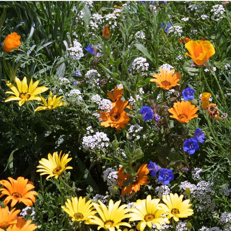 Low Growing Wildflower Mix (pack) Peaceful Valley