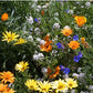 Low Growing Wildflower Mix (1/4 lb) Peaceful Valley