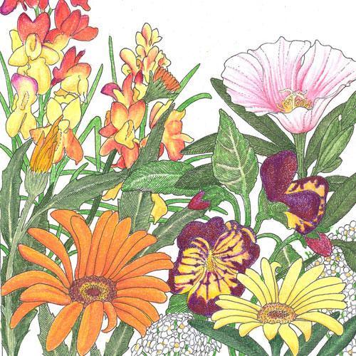 Low Growing Wildflower Mix (1/4 lb) Peaceful Valley