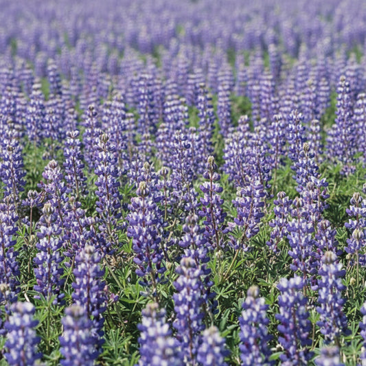 Lupine, Blue & White (1/4 lb) Peaceful Valley