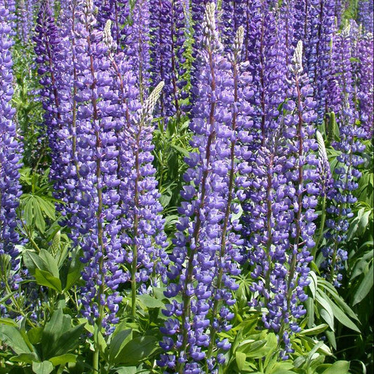Lupine, Arroyo Blue (lb) SpringSale2023