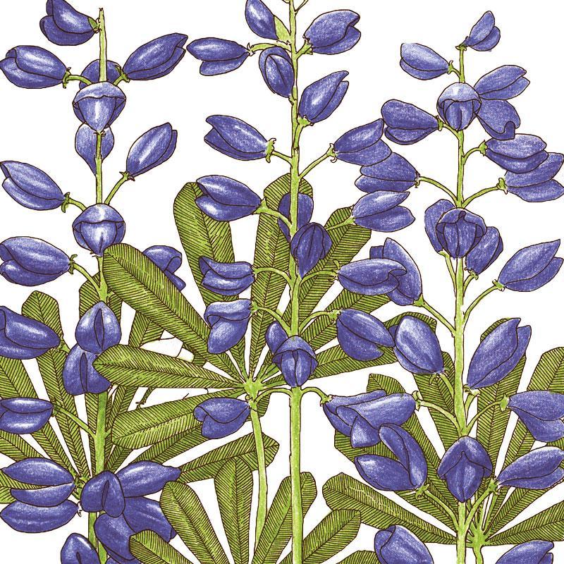 Lupine, Perennial (1/4 lb) Peaceful Valley