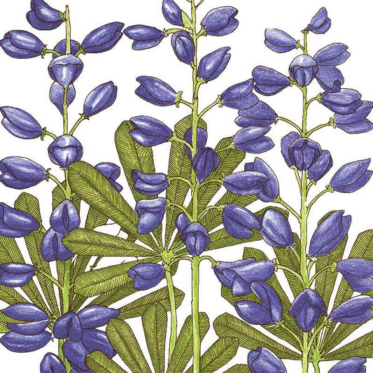 Lupine, Perennial (1/4 lb) Peaceful Valley