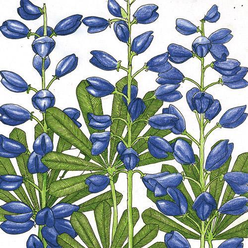 Lupine, Perennial (lb) Peaceful Valley