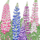 Lupine, Russell (1/4 lb) Peaceful Valley