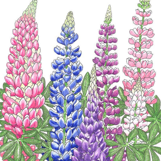 Lupine, Russell (1/4 lb) Peaceful Valley