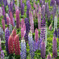 Lupine, Russell (1/4 lb) Peaceful Valley