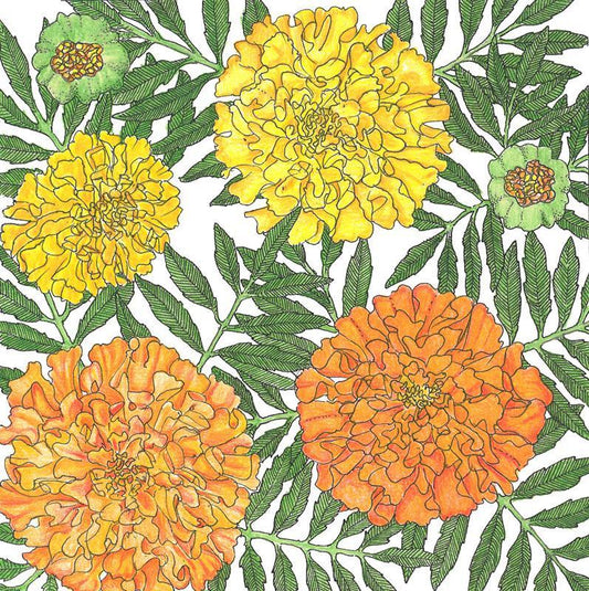 Marigold, African (1/4 lb) Peaceful Valley
