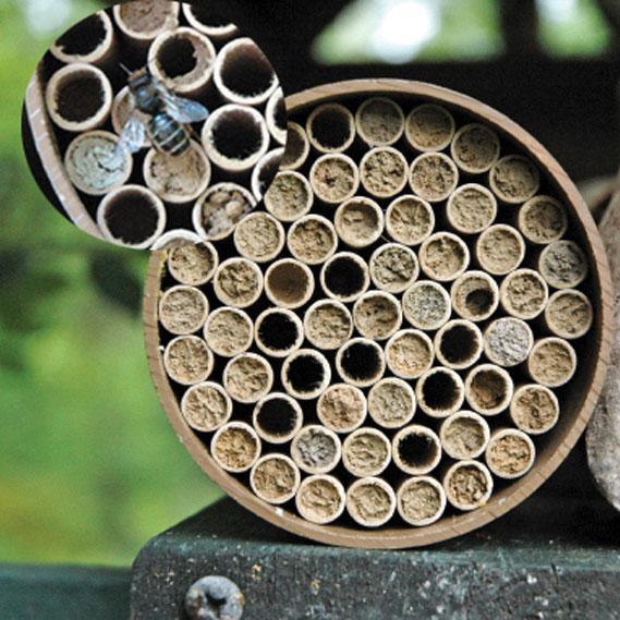 Mason Bee Kit 68 Tubes Knox Cellars Native Pollinators