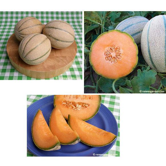 Napoli Tuscan Melon Seeds Renee's Garden