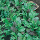Mesclun Mix Greens (Organic) True Leaf Market