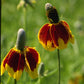 Mexican Hat (pack) Peaceful Valley