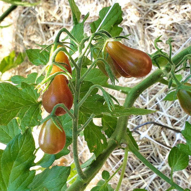 Midnight Pear Cherry Tomato — organic bulk seed